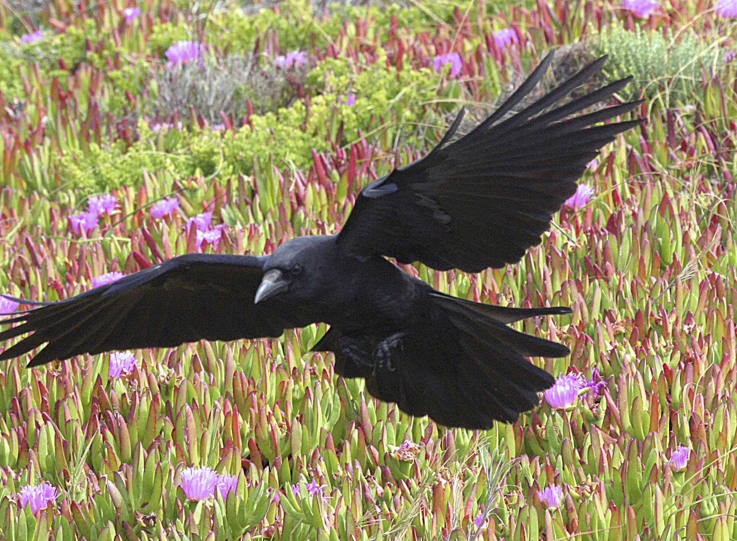 Птица с черными кончиками крыльев